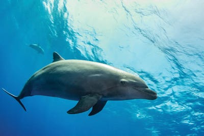 A Dolphin Comes In For A Close Look, French Polynesia by Brook Peterson art print