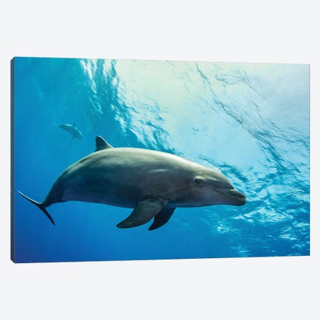 A Dolphin Comes In For A Close Look, French Polynesia Canvas Print #TRK3561} by Brook Peterson Canvas Art