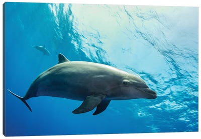 A Dolphin Comes In For A Close Look, French Polynesia Canvas Art Print