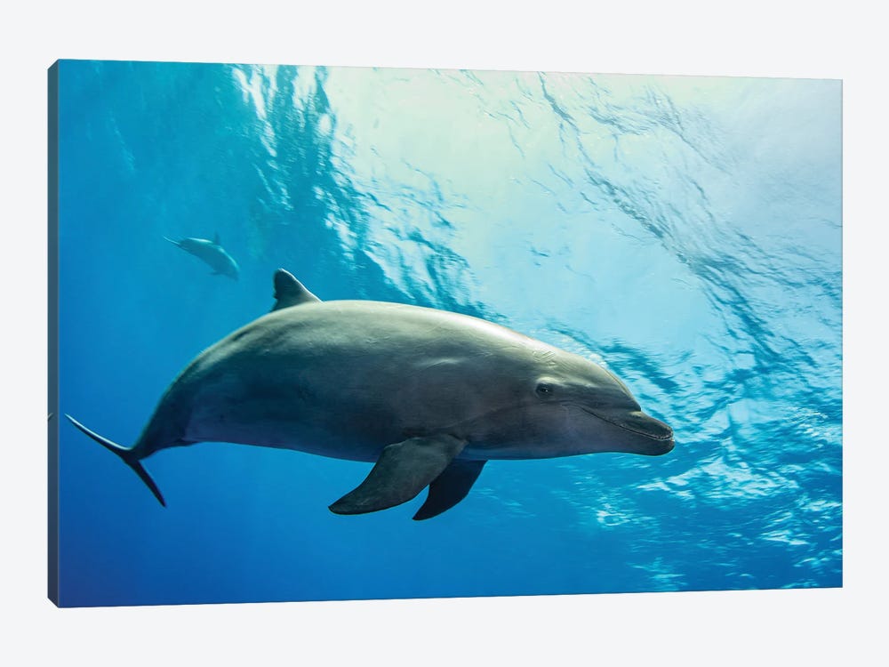 A Dolphin Comes In For A Close Look, French Polynesia by Brook Peterson 1-piece Canvas Artwork