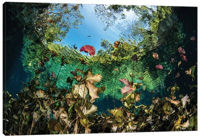 A Garden Of Lilies Grows In The Mouth Of The Nicte Ha Cenote In Mexico Canvas Art Print
