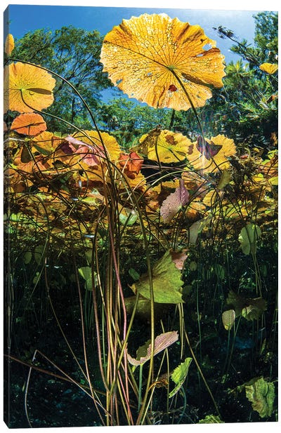 A Garden Of Water Lilies In A Mexican Cenote, Caribbean Sea, Mexico Canvas Art Print