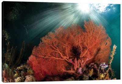 A Gorgonian Fan Is Highlighted By The Suns Rays Through The Water Canvas Art Print - Coral Art