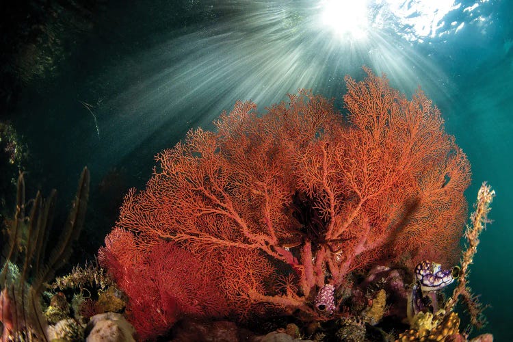 A Gorgonian Fan Is Highlighted By The Suns Rays Through The Water