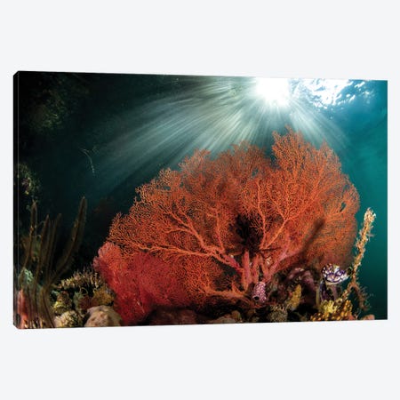 A Gorgonian Fan Is Highlighted By The Suns Rays Through The Water Canvas Print #TRK3565} by Brook Peterson Canvas Print