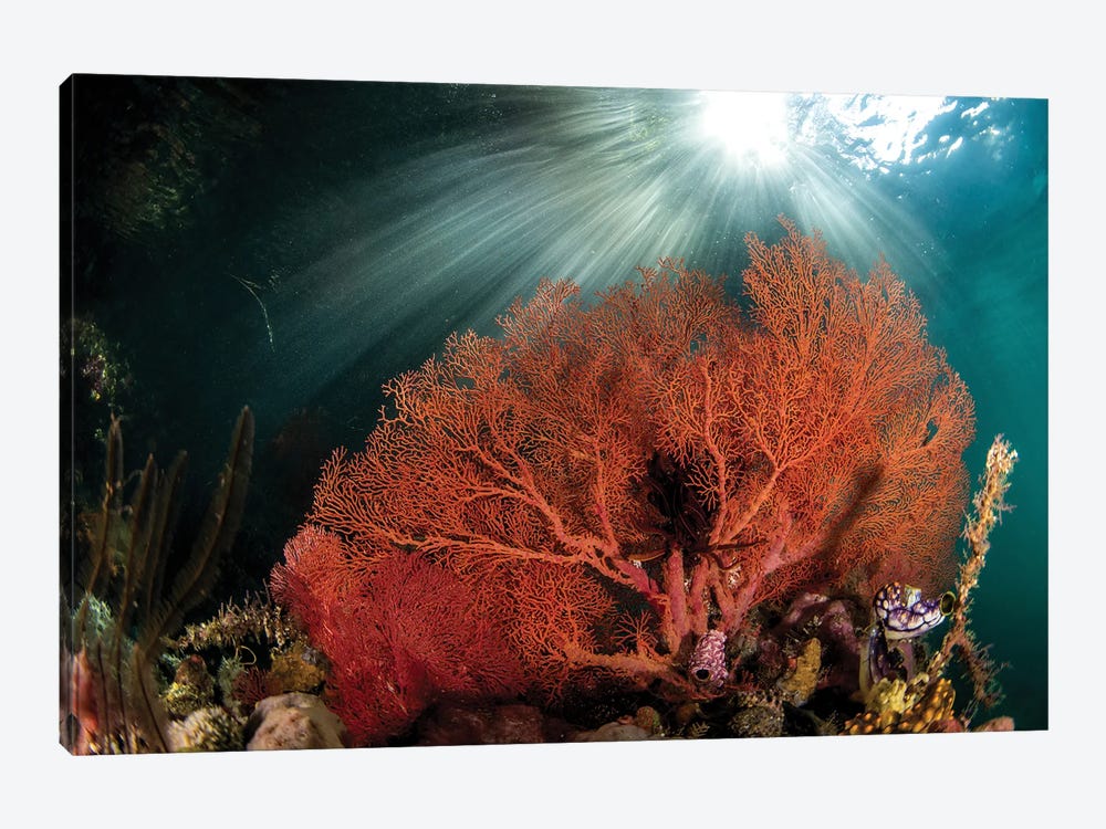 A Gorgonian Fan Is Highlighted By The Suns Rays Through The Water by Brook Peterson 1-piece Canvas Wall Art