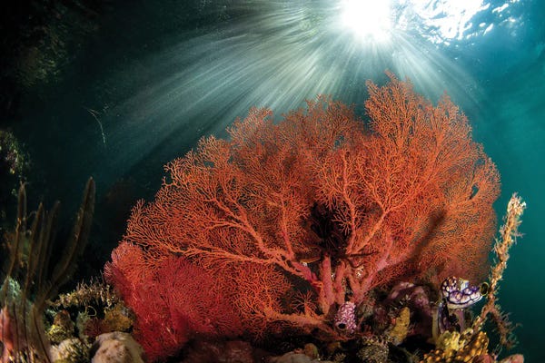 Coral: A Gorgonian Fan Is Highlighted By The Suns Rays Through The Water by Brook Peterson