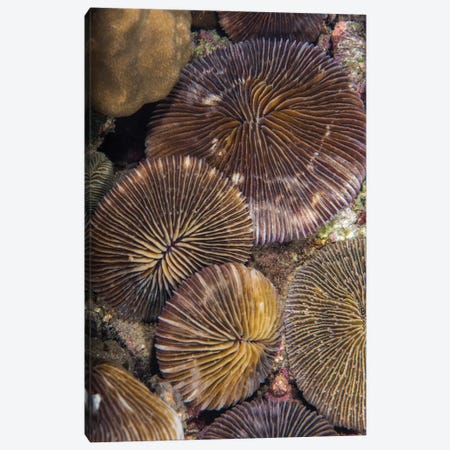 A Group Of Plate Corals Lies On A Reef In Anilao, Philippines Canvas Print #TRK3566} by Brook Peterson Art Print