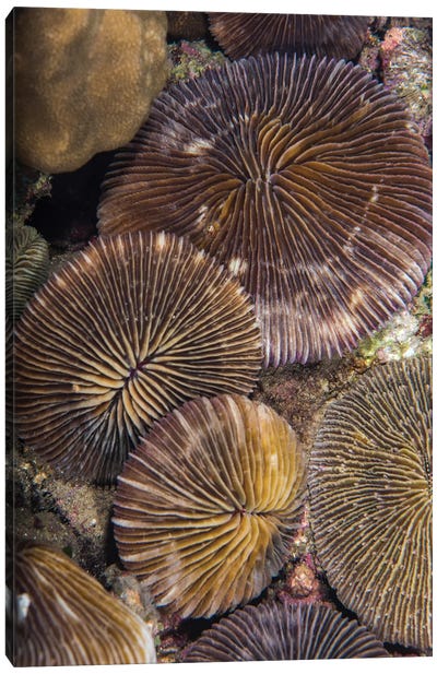 A Group Of Plate Corals Lies On A Reef In Anilao, Philippines Canvas Art Print