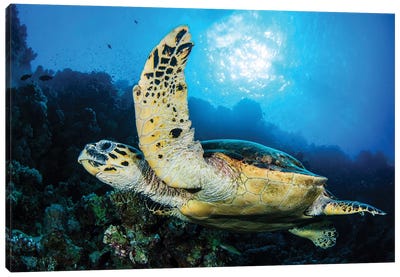 A Hawks Bill Turtle Glides Through The Water On A Sunny Day Canvas Art Print - Brook Peterson