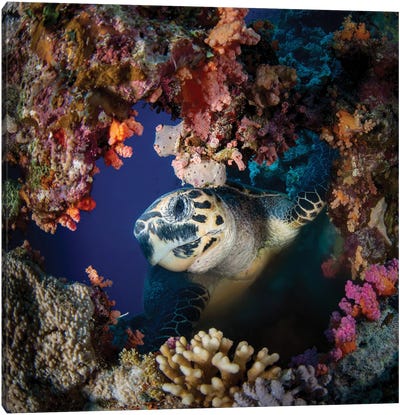 A Hawks Bill Turtle Peeks Through A Hole In The Reef Canvas Art Print - Brook Peterson