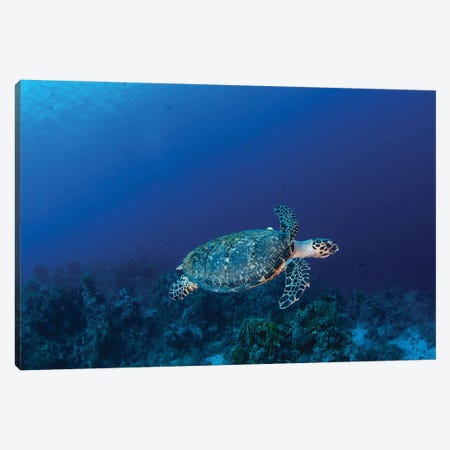 A Hawksbill Turtle On Sharks Reef In The Red Sea Canvas Print #TRK3569} by Brook Peterson Canvas Artwork