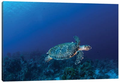 A Hawksbill Turtle On Sharks Reef In The Red Sea Canvas Art Print - Brook Peterson