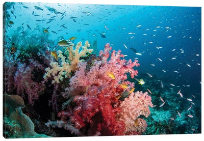 A Healthy Reef With Soft Coral And Reef Fish, Raja Ampat, Indonesia Canvas Art Print