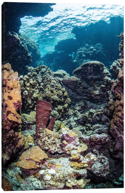 A Hidden Reef Inside A Cavern, Red Sea Canvas Art Print