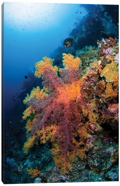 A Huge Soft Coral Sports Multiple Colors, Raja Ampat, Indonesia Canvas Art Print