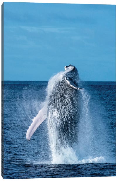 A Humpback Whale Breaches Completely Out Of The Water Canvas Art Print
