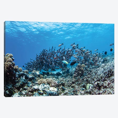 A Large School Of Fish Hurries Over A Reef In Tahiti, French Polynesia Canvas Print #TRK3574} by Brook Peterson Canvas Wall Art