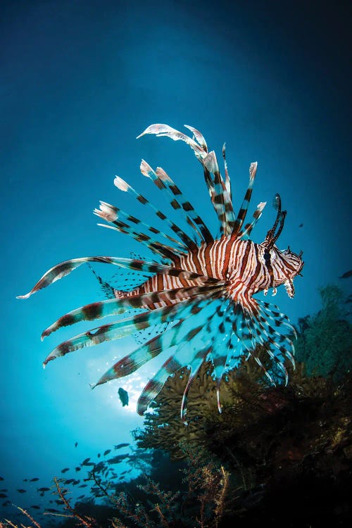 A Lion Fish Hovers Over A Coral Reef As The Sun Sets
