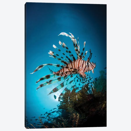 A Lion Fish Hovers Over A Coral Reef As The Sun Sets Canvas Print #TRK3575} by Brook Peterson Canvas Art