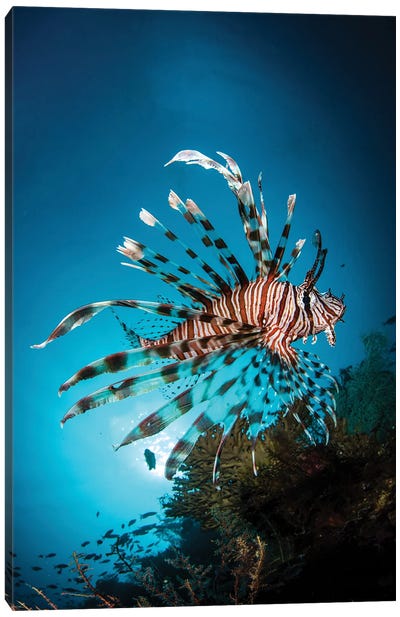 A Lion Fish Hovers Over A Coral Reef As The Sun Sets Canvas Art Print - Underwater Art