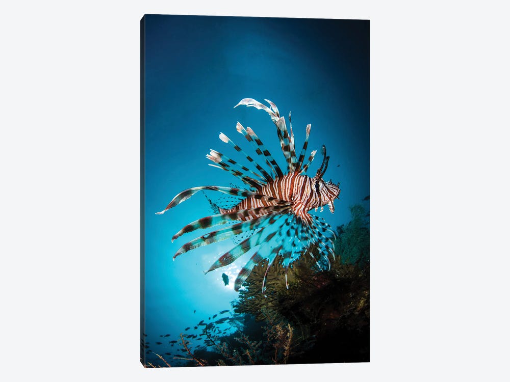 A Lion Fish Hovers Over A Coral Reef As The Sun Sets by Brook Peterson 1-piece Canvas Art Print