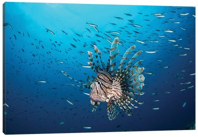 A Lion Fish In The Pacific Ocean, Micronesia Canvas Art Print - Brook Peterson
