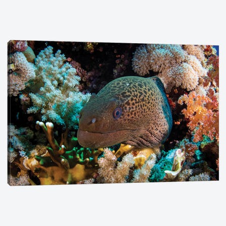 A Moray Feel Framed With Beautiful Soft Corals, Red Sea Canvas Print #TRK3577} by Brook Peterson Canvas Wall Art