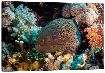 A Moray Feel Framed With Beautiful Soft Corals, Red Sea Canvas Art Print