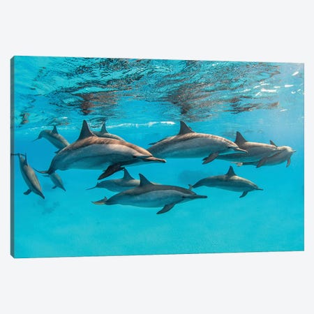 A Pod Of Spinner Dolphins Swimming By Just Under The Surface, Red Sea Canvas Print #TRK3578} by Brook Peterson Art Print