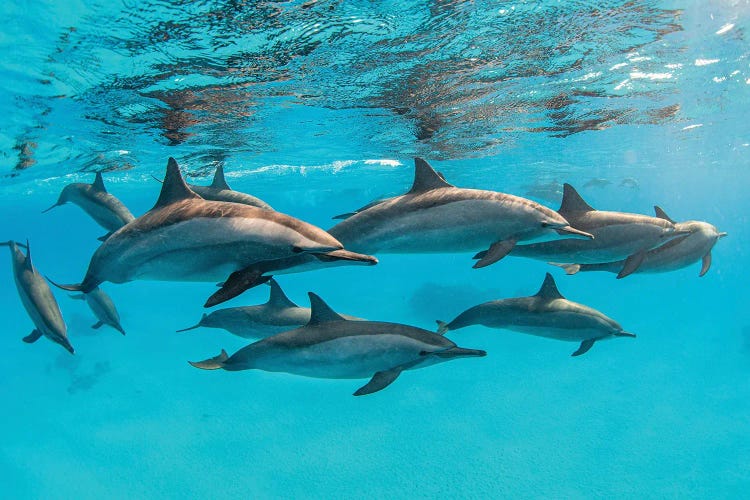 A Pod Of Spinner Dolphins Swimming By Just Under The Surface, Red Sea