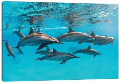 A Pod Of Spinner Dolphins Swimming By Just Under The Surface, Red Sea Canvas Art Print