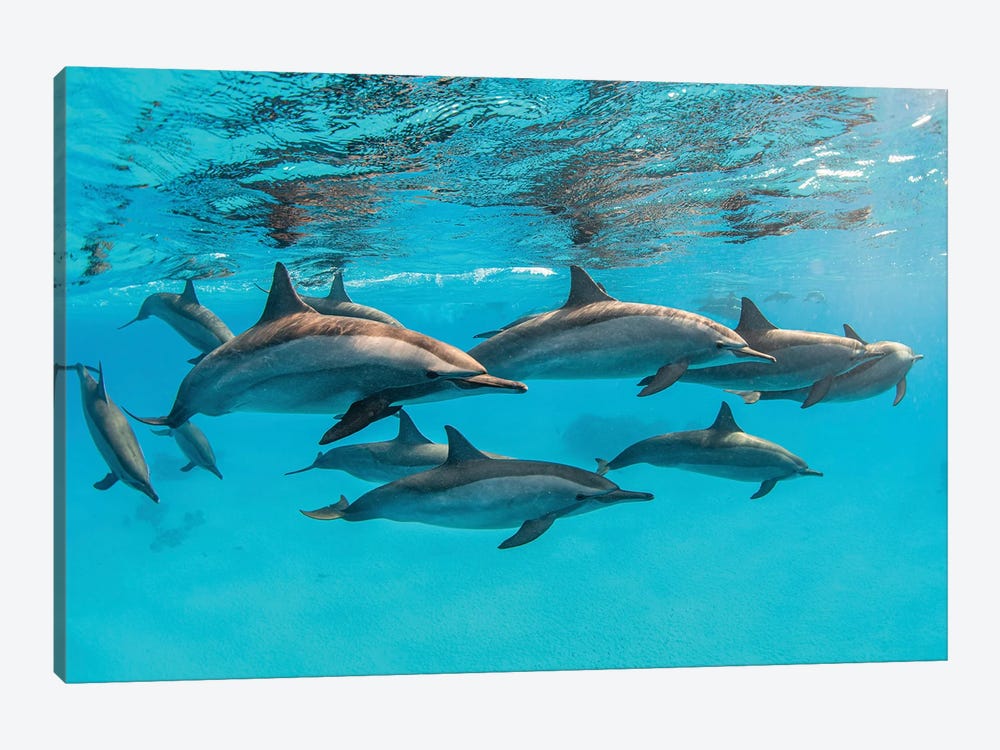 A Pod Of Spinner Dolphins Swimming By Just Under The Surface, Red Sea by Brook Peterson 1-piece Canvas Art