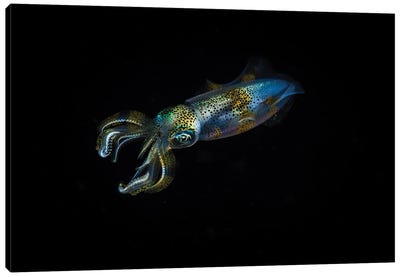 A Reef Squid Hovers In Mid Water, Anilao, Philippines Canvas Art Print