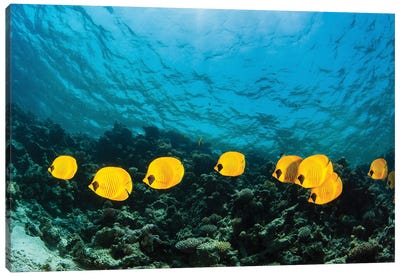 A School Of Masked Butterfly Fish In The Red Sea Canvas Art Print