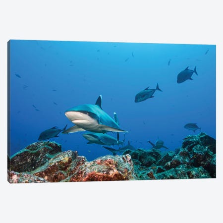 A School Of Silvertip Sharks, Socorro Island, Mexico Canvas Print #TRK3584} by Brook Peterson Canvas Print