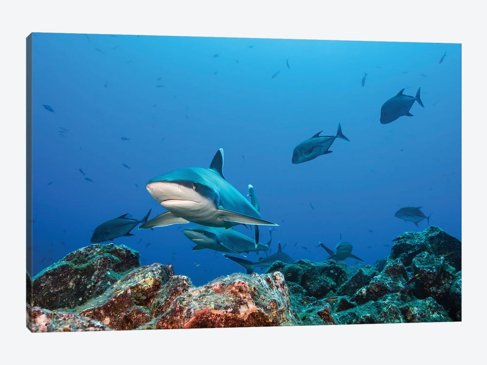A School Of Silvertip Sharks, Socorro Island, Mexico by Brook Peterson 1-piece Art Print