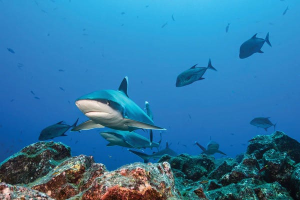 Sharks: A School Of Silvertip Sharks, Socorro Island, Mexico by Brook Peterson