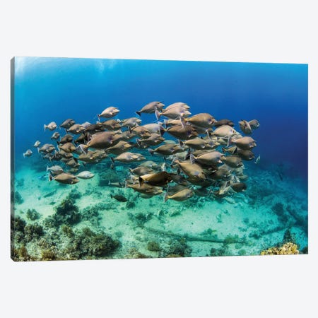 A School Of Unicorn Fish Swimming Over Yolanda Reef, Red Sea Canvas Print #TRK3585} by Brook Peterson Art Print