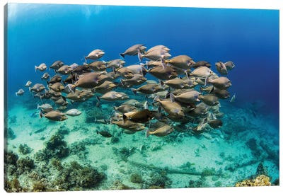 A School Of Unicorn Fish Swimming Over Yolanda Reef, Red Sea Canvas Art Print
