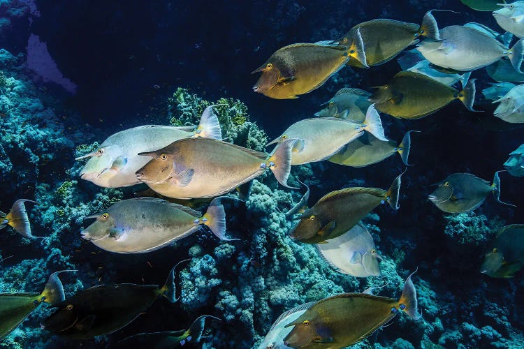 A School Of Unicorn Fish