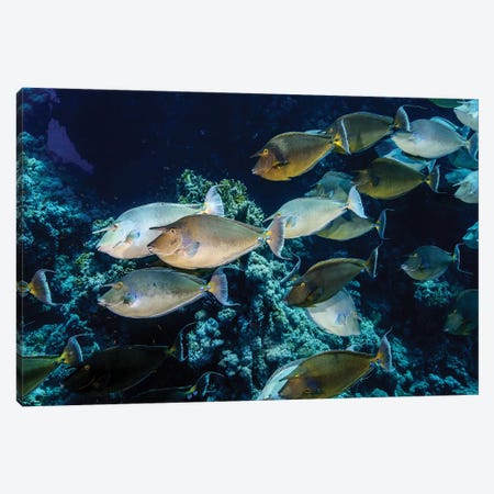 A School Of Unicorn Fish Canvas Print #TRK3586} by Brook Peterson Canvas Print
