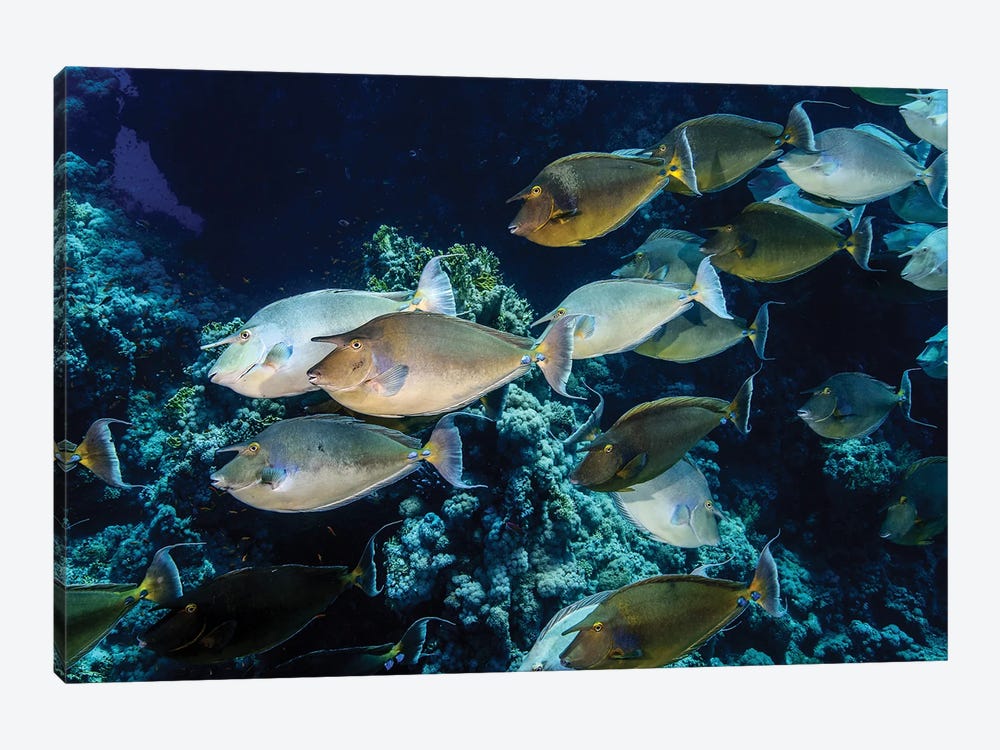 A School Of Unicorn Fish by Brook Peterson 1-piece Canvas Print