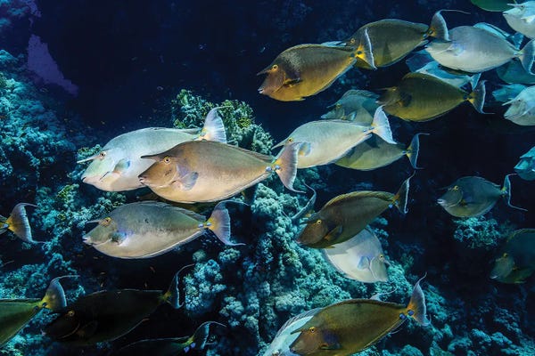 Brook Peterson: A School Of Unicorn Fish by Brook Peterson