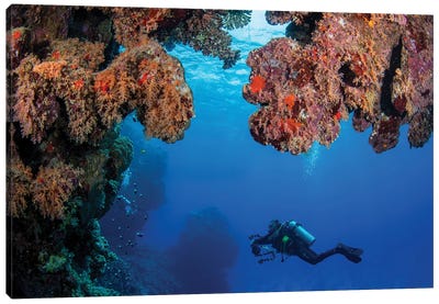 A Scuba Diver Explores A Coral Reef In The Red Sea, Red Sea Canvas Art Print
