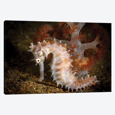 A Seahorse Clings To A Soft Coral In A Bed Of Sand, Anilao, Philippines Canvas Print #TRK3588} by Brook Peterson Canvas Wall Art