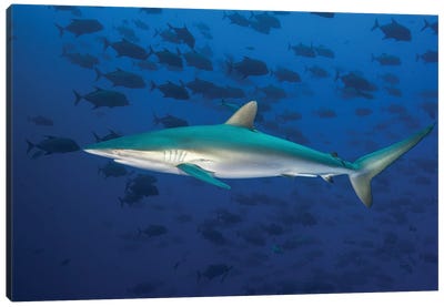 A Silky Shark Swims Against A School Of Black Jacks, Socorro Island, Mexico Canvas Art Print