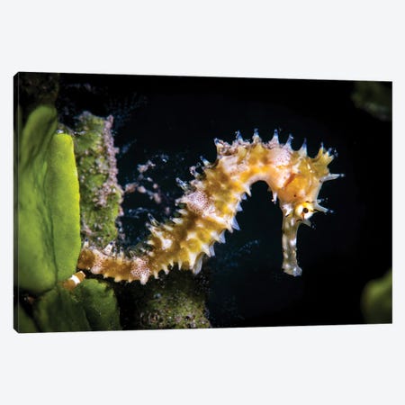 A Thorny Seahorse Clings To An Algae Stock, Anilao, Philippines Canvas Print #TRK3592} by Brook Peterson Art Print