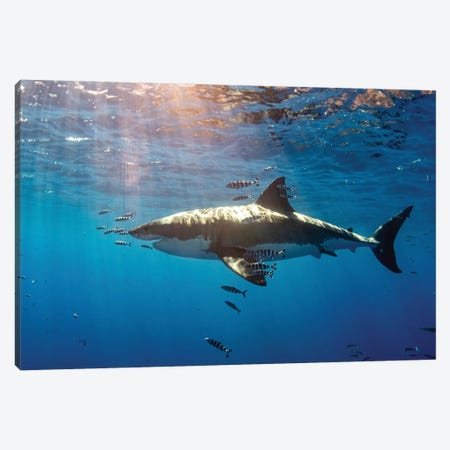 A White Shark With Pilot Fish Swims Under Warm Sunbeams Canvas Print #TRK3594} by Brook Peterson Canvas Wall Art