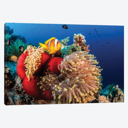 An Anemone Fish Outside A Closed Anemone Canvas Print #TRK3595} by Brook Peterson Canvas Art